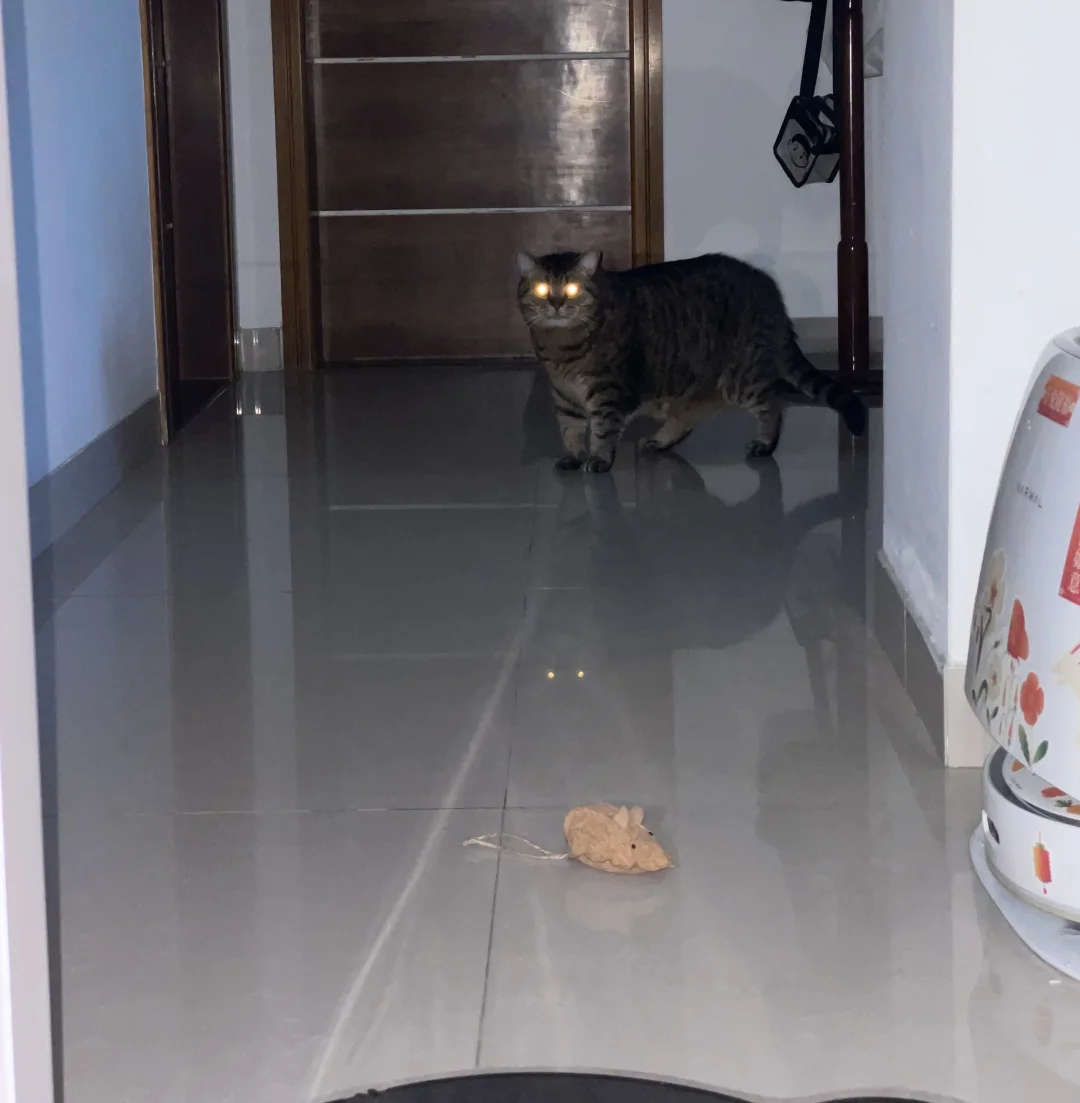 黑夜里的小猪咪