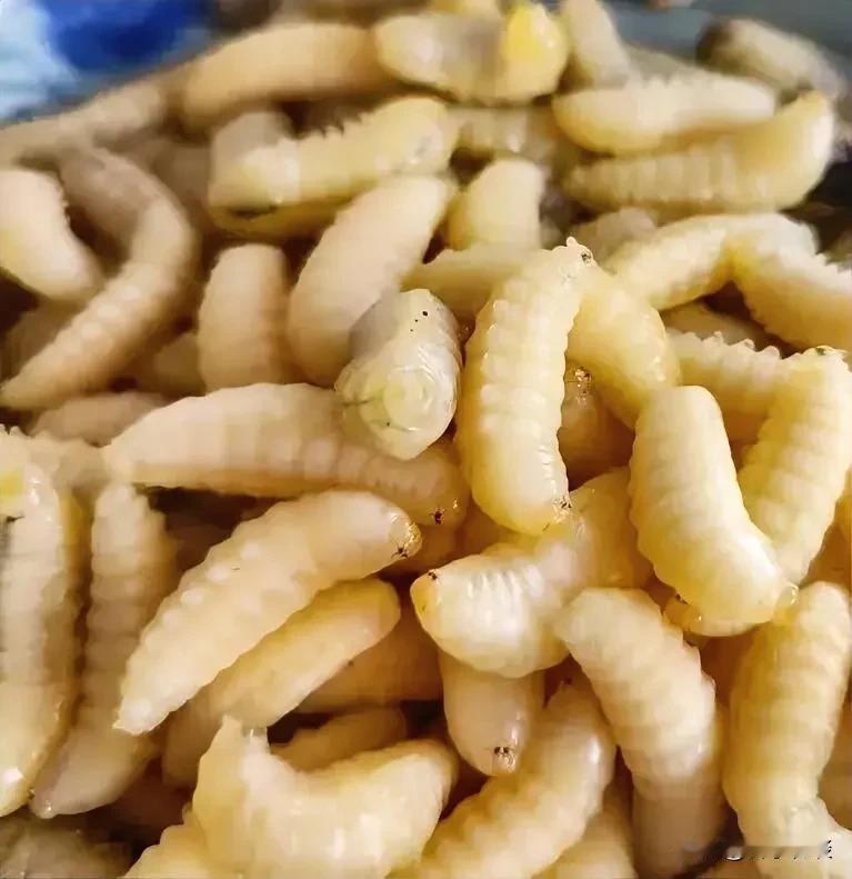 果然民以食为天，无所不能吃啊，这蛹看着有点头皮发麻，能吃吗？怎么吃？居然还有人冒