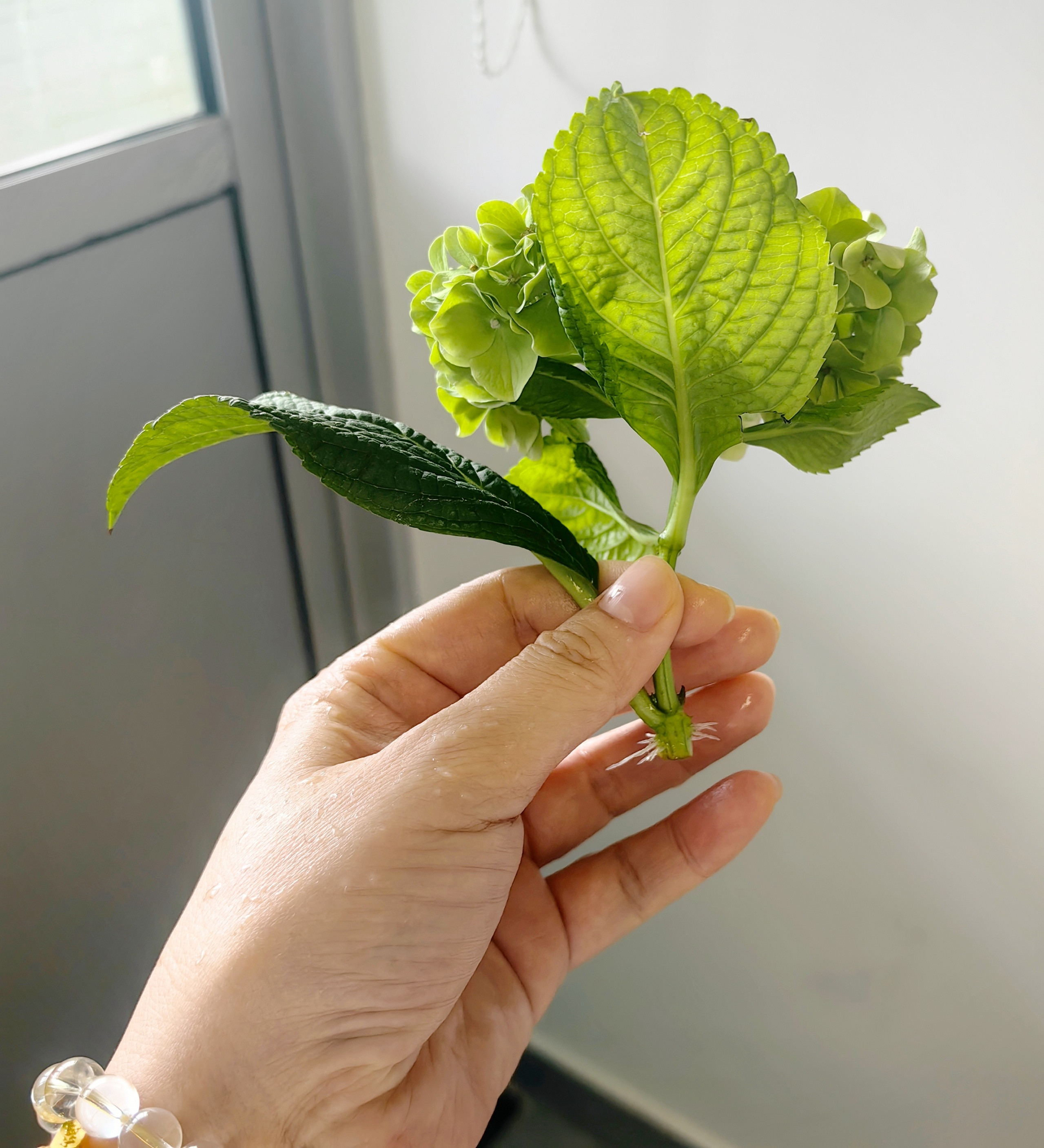 开败的绣球花剪下来养在瓶子，放在角落一个多月，居然状态比之前还好，还长出根来了！