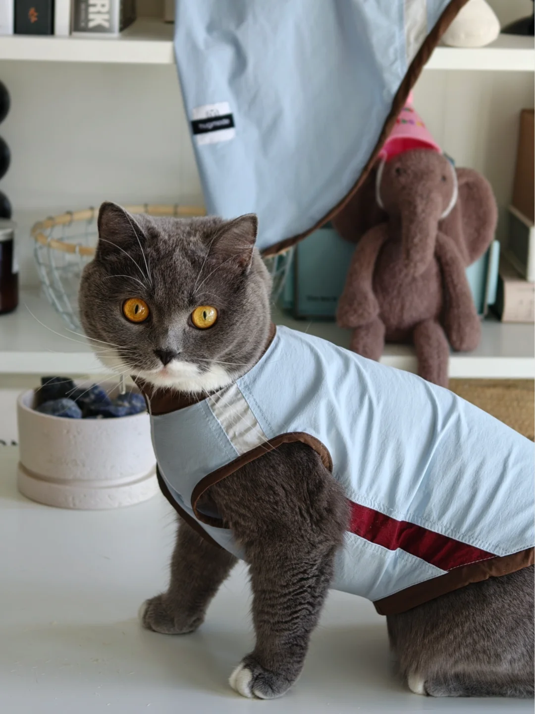 小猫咪也可以穿的背心💕