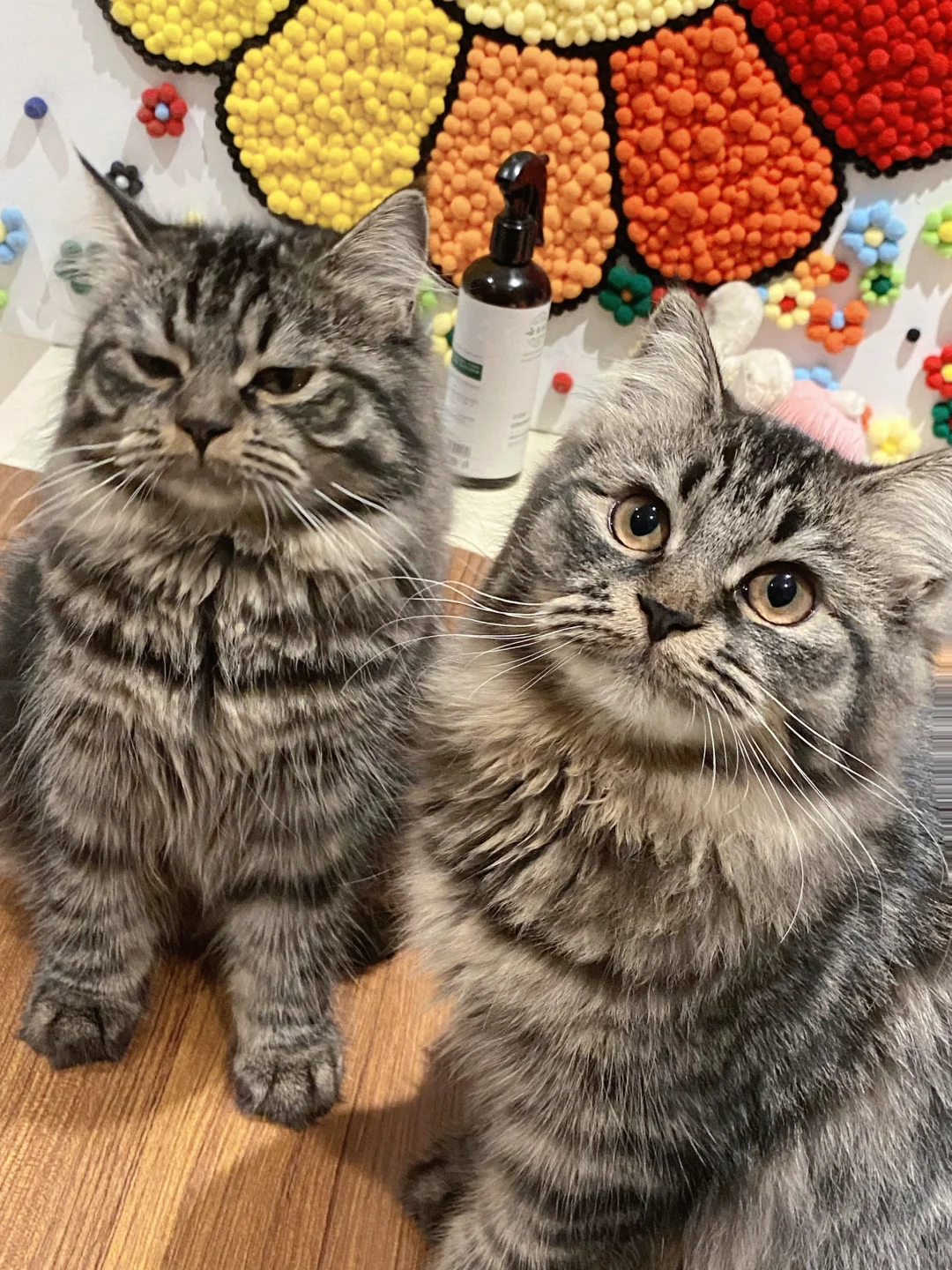 你们见过绿茶猫吗