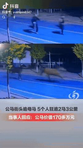 5月6号晚上，一公马在河北唐山街头追母马，然后5人在后面狂追2马3公里，幸好最后