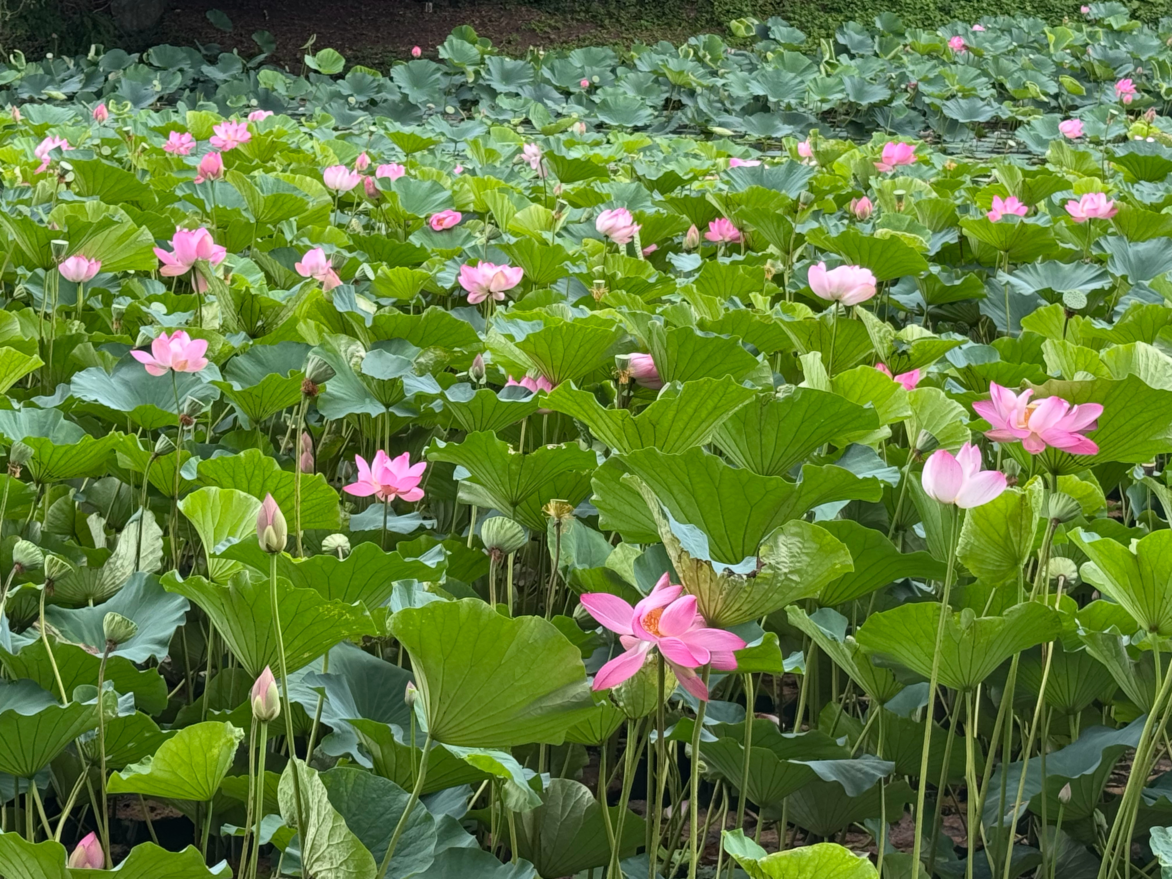 虽然是台风天，但是一直没下雨，弘前城居然还能移动啊