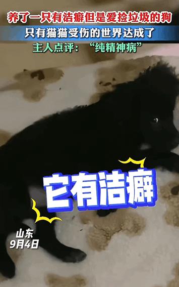万物皆有灵性！山东，女子家养了一只猫咪和一只狗狗，但是女子吐槽狗子虽然是有洁癖还