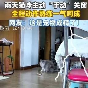 广东佛山这只猫火上热搜！下雨主动关窗，网友破防：比我家老公还靠谱近日，广东