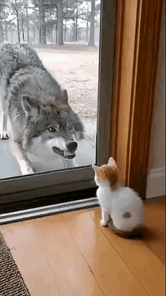 这狼也太怂了吧，就只敢对着小猫龇牙咧嘴，狸花猫过来立马秒怂吓跑了。