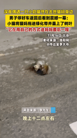 万物皆有灵！北京一男子发现马路中间躺着一只被撞的猫妈妈，已经没气了。可就在猫妈妈