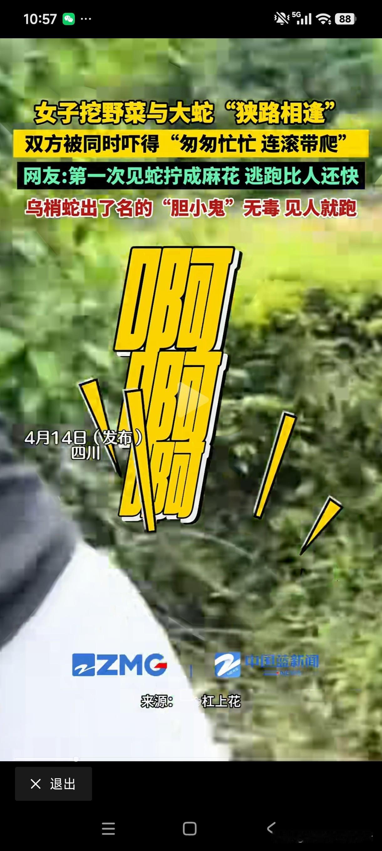 啊，啊，啊，吓死人了！近日，两名女子在野外，看着春暖花开，满地都是野菜的情景，