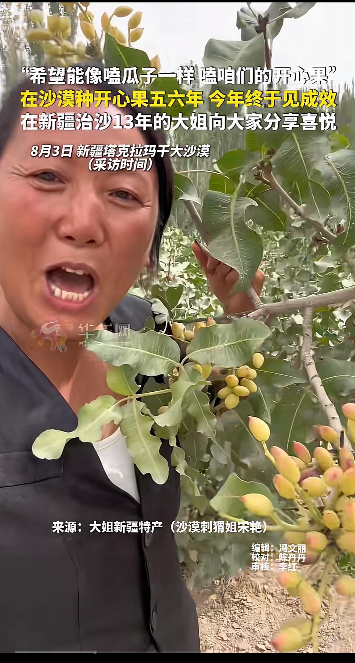 大姐在沙漠里种开心果成功了！说的就是在毛乌素扎了根的殷玉珍，19岁嫁过去的时候