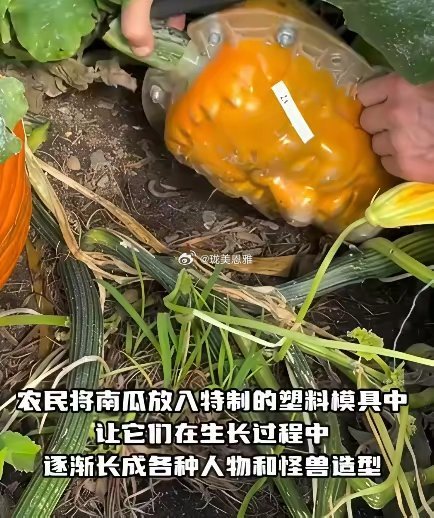 美国农民种出“特朗普南瓜”支持者买去供着、反对者买去砸了？农民这波赚麻了！​​