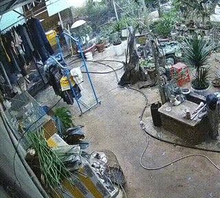 猫咪没下口竟然被一拖鞋砸中了。