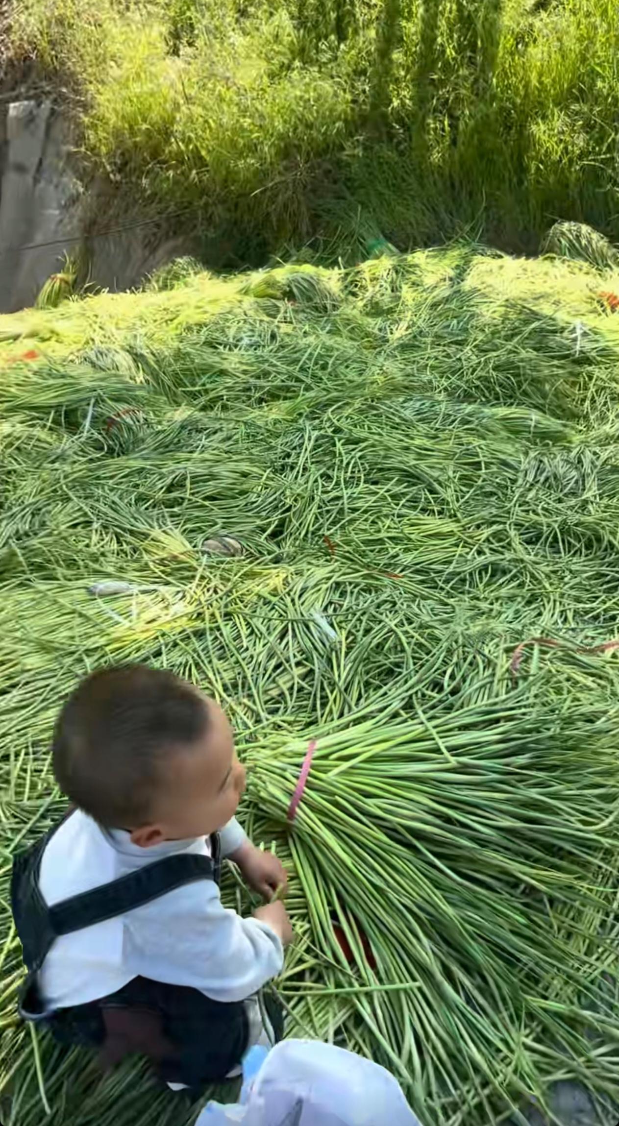 最近河南的蒜苔真的太多了，满地都是，好多都直接扔在地里没人要，看着实在可惜。不少