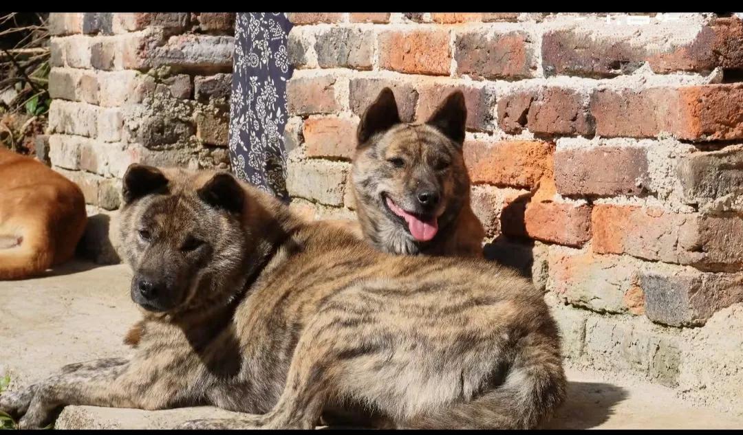 最近这段时间，小院陆续来了4个陌生人，站在院门外鬼鬼祟祟的，其中有两个中年男人是