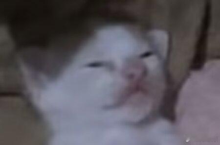 审猫积累