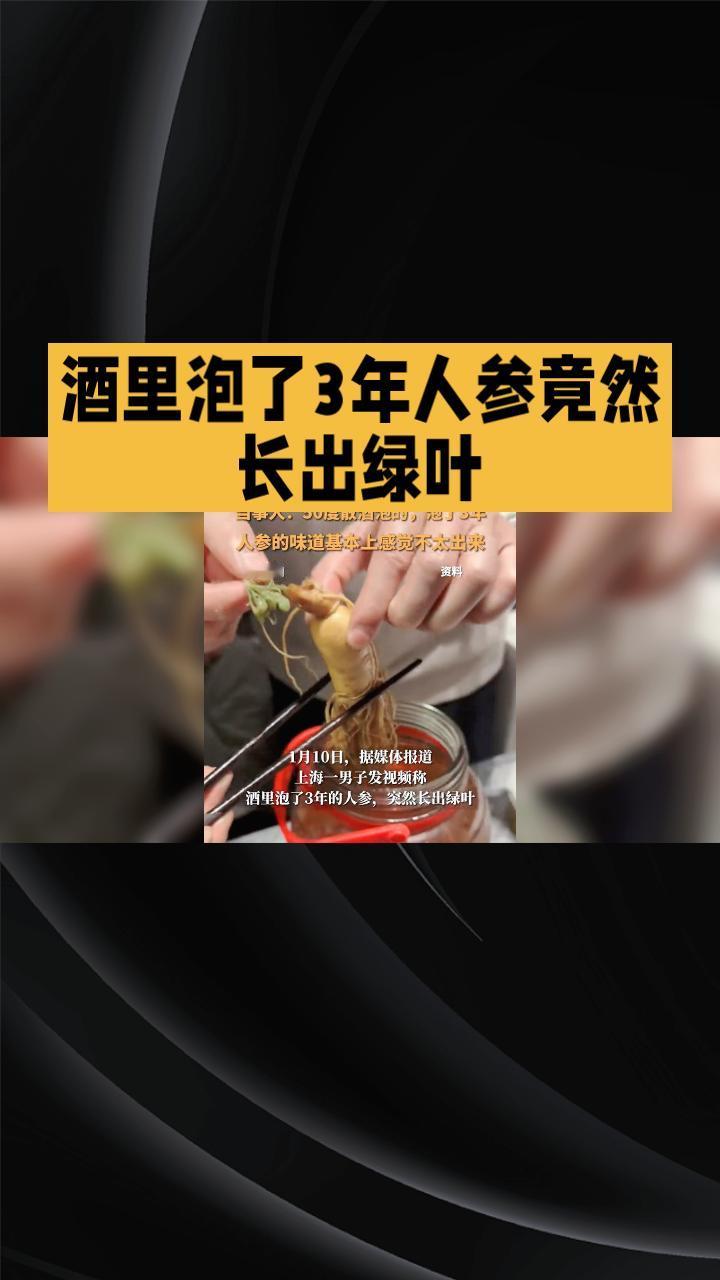 酒里泡了3年人参竟然长出绿叶？当事人揭秘背后真相！近年来，泡酒人参长出绿叶的现