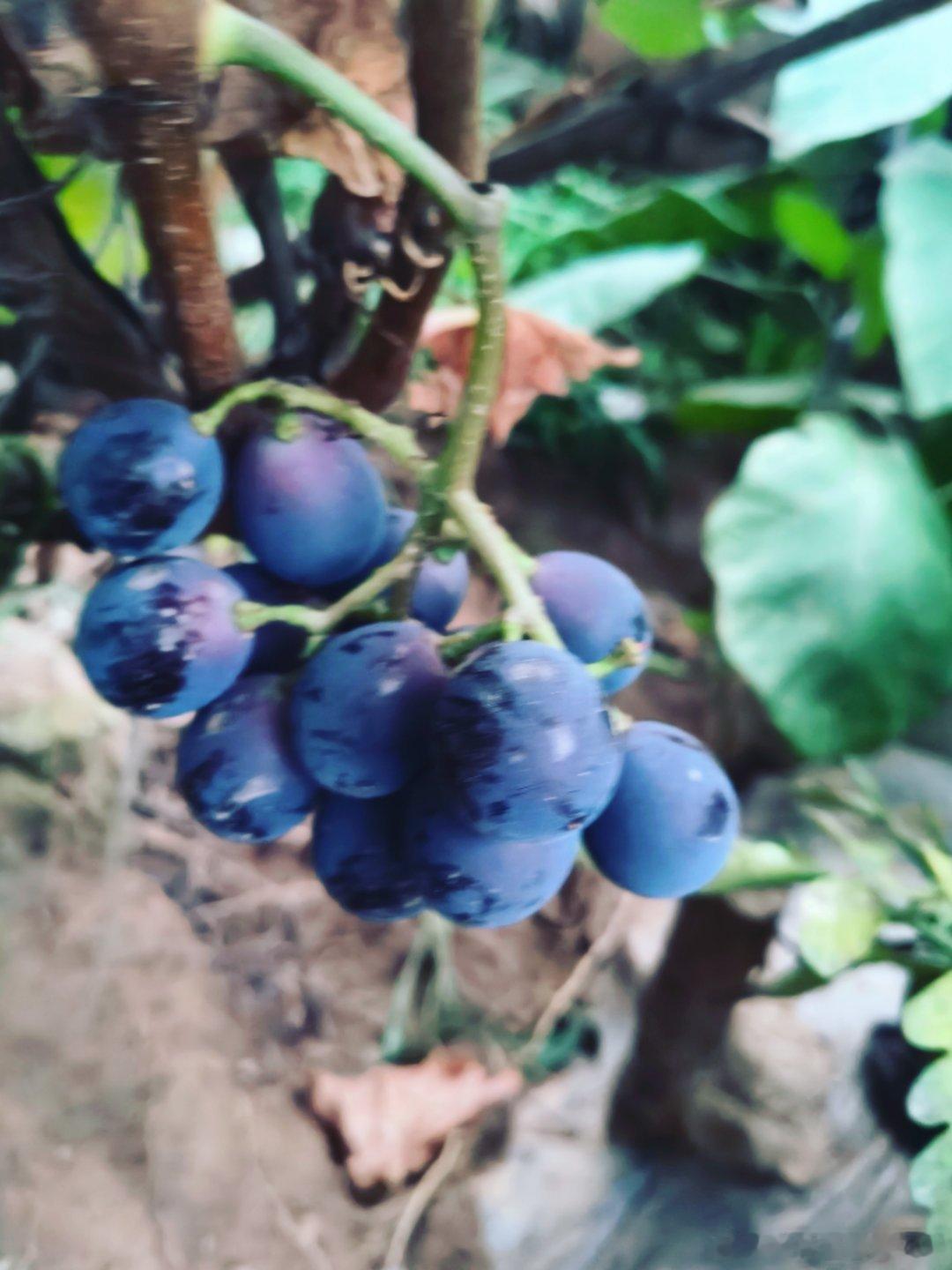 自己家的葡萄🍇可以吃啦就是结的太少啦。味道很好生活手记​​​