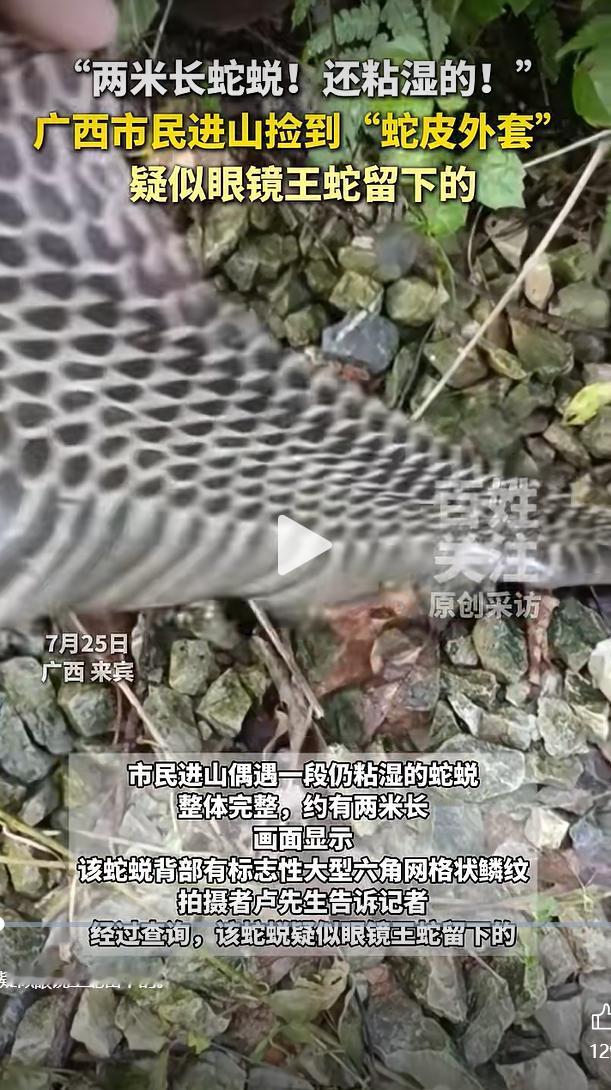 7月25日，广西来宾市民卢先生进山办事途中，在路边碎石堆里发现一段完整蛇蜕