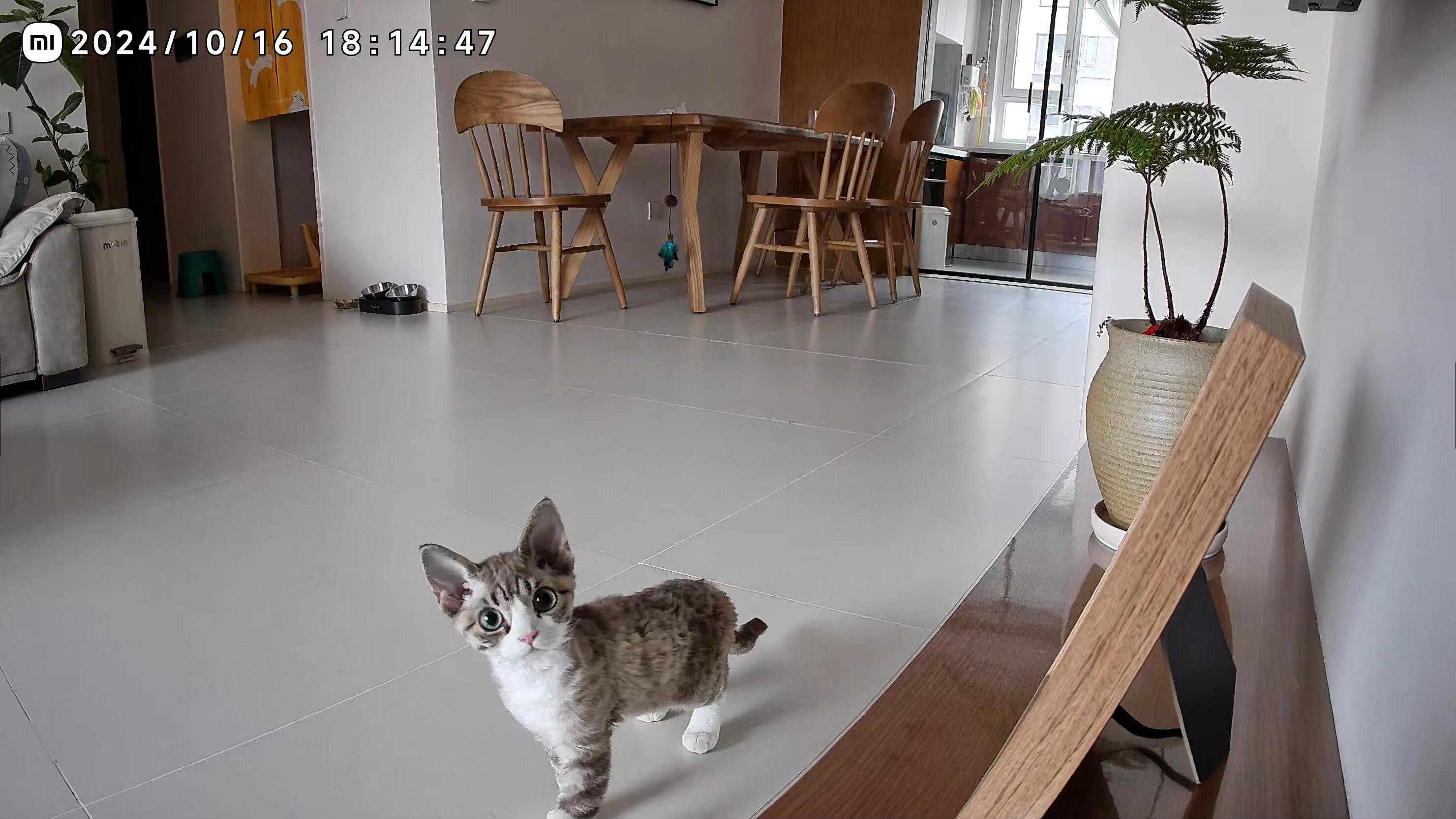 在监控听到妈妈声音后的小猫​​​