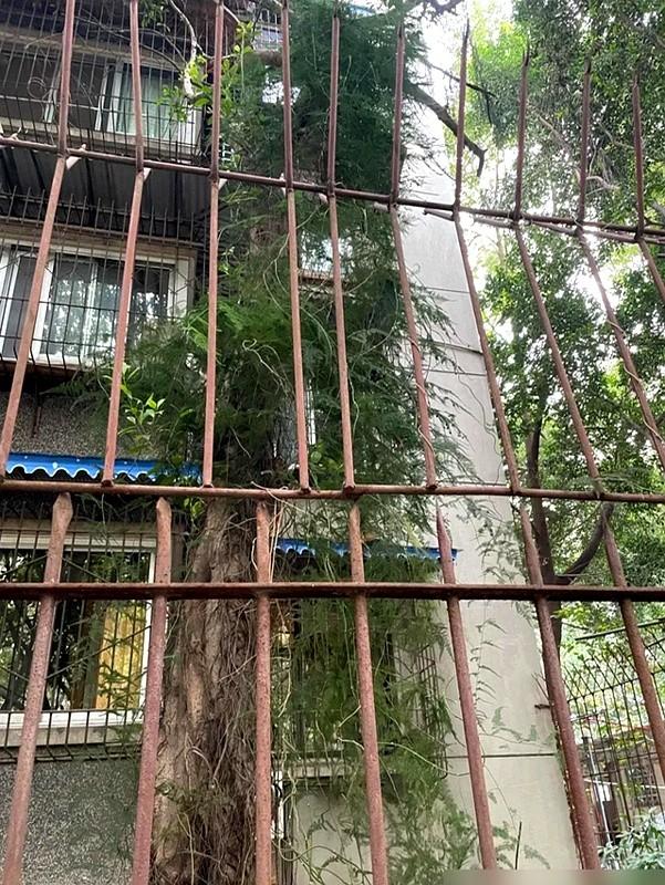 九年时间，能把一个小盆栽养成参天大树？这事儿听起来有点像天方夜谭。江西有位太太就