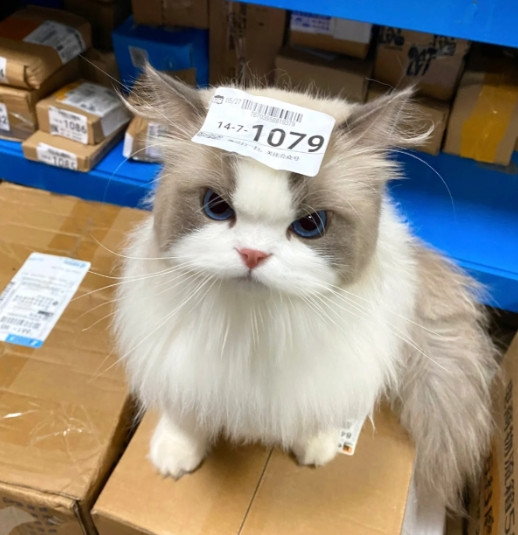 笑不活了！布偶猫头顶快递标签“求签收”，网友：最萌“快递包裹”诞生
