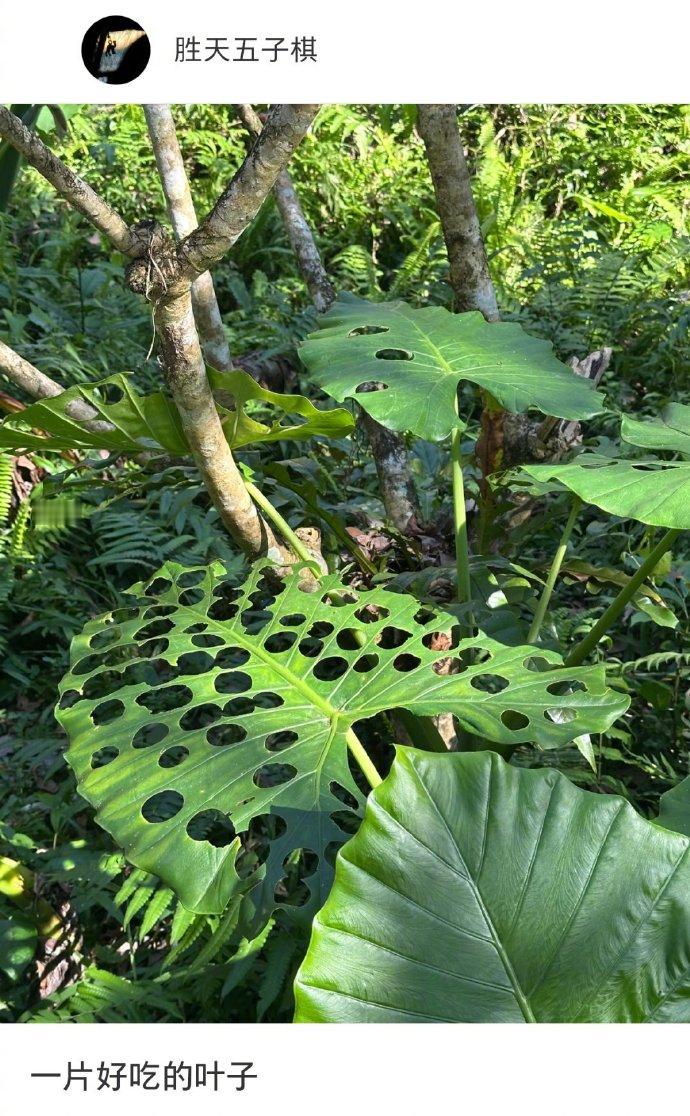 虫子界有自己的大蟲点评必吃榜