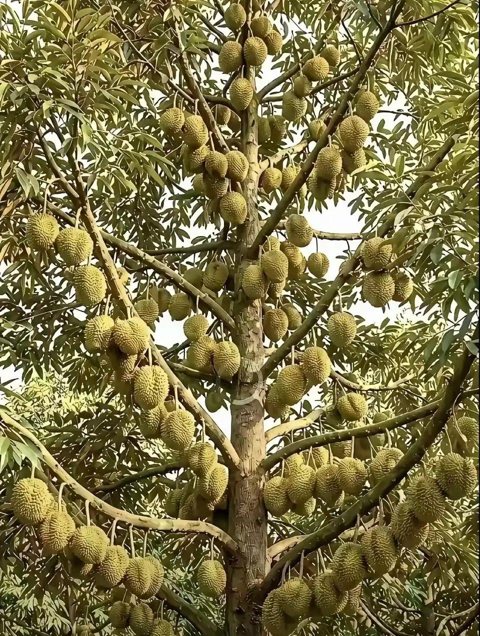 榴莲在水果界其实是一个暴利行业。一颗榴莲树能结200个果子，一个果子净利润1
