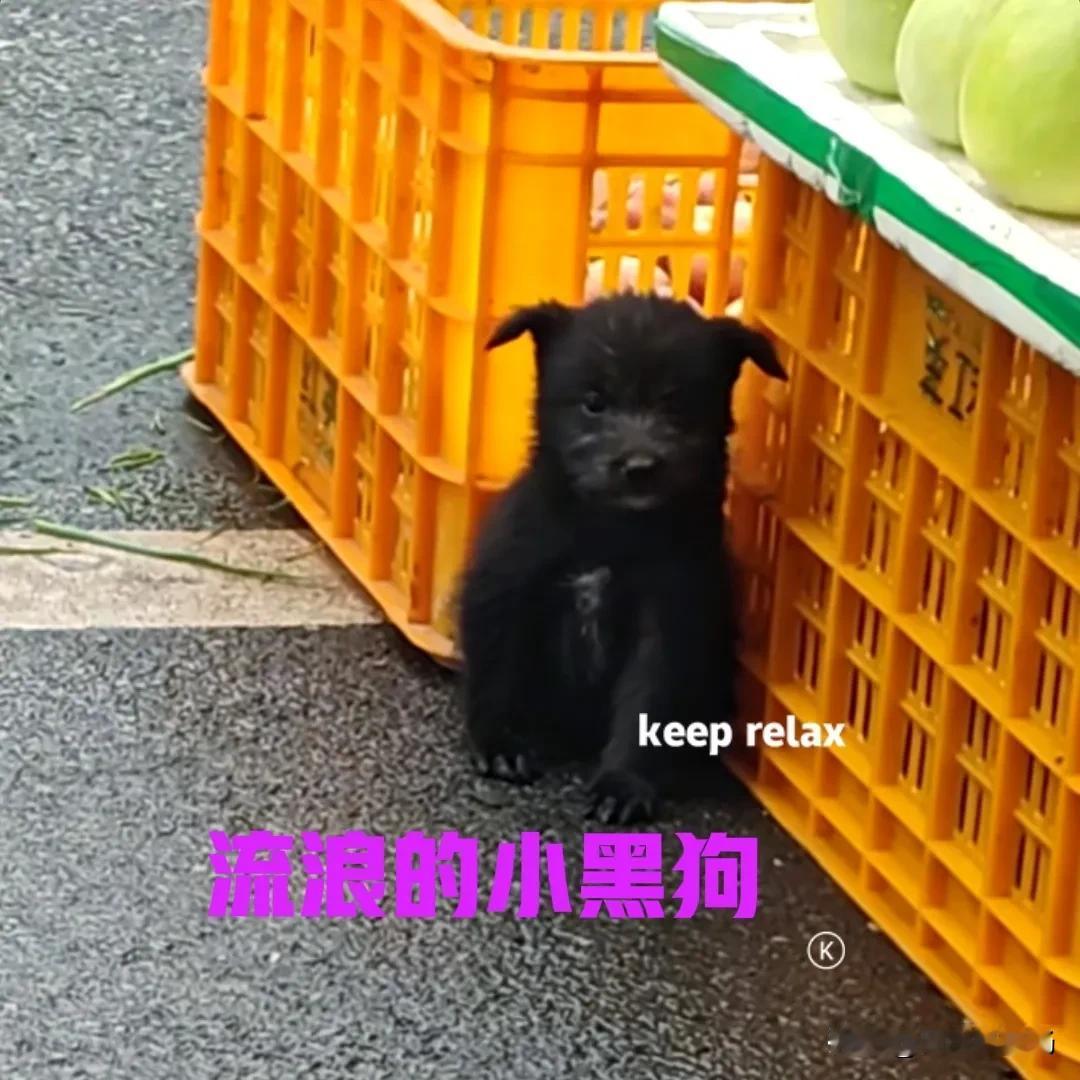 一只流浪的小黑狗，躲在水果摊的框子前面，假装成有主人的样子。下过雨的路面很湿，小