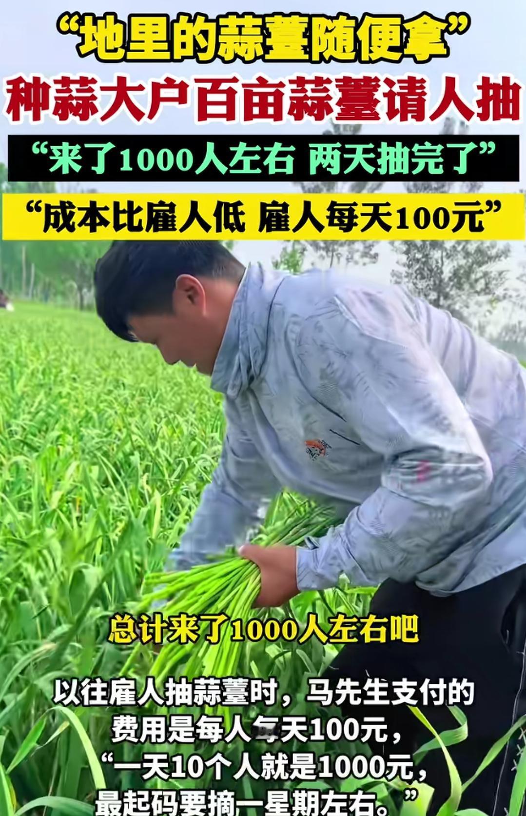 河南蒜苔火了，不要钱，免费去抽。这又是蒜苔成熟季节，蒜苔不要钱，种蒜大户百亩大
