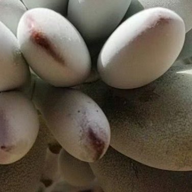‎种植种植文案0000碧光环种植教程碧光环是番杏科多肉植物，休眠期后新芽形似