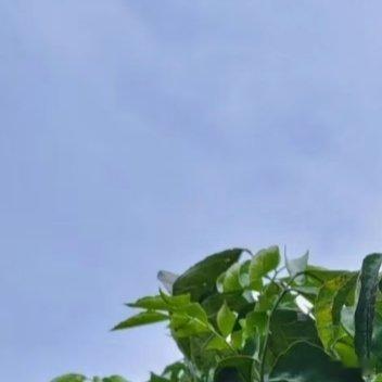 黄皮树种植方法：1.准备土壤：黄皮喜欢疏松、肥沃、排水良好的土壤。2.光