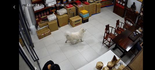 科学也解释不清了！近日广东，男子正在往店里面搬水，突然进来一只狗狗，狗狗进入店里