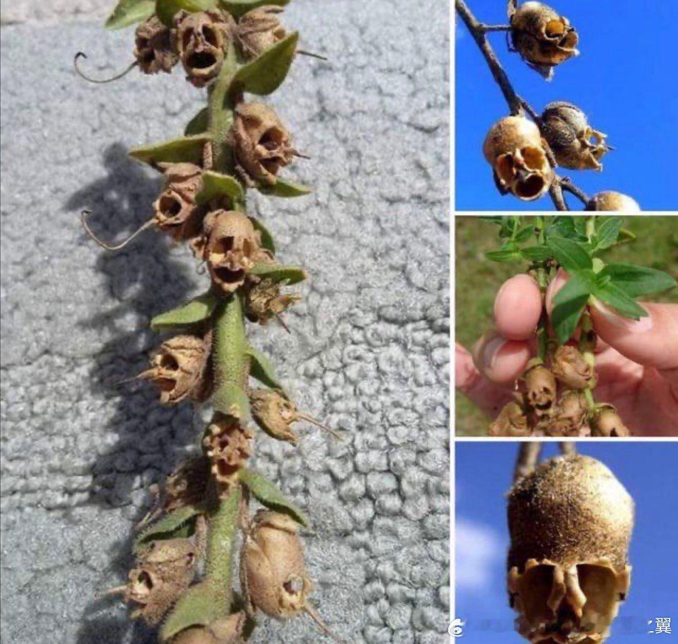 金鱼草花的干种子荚