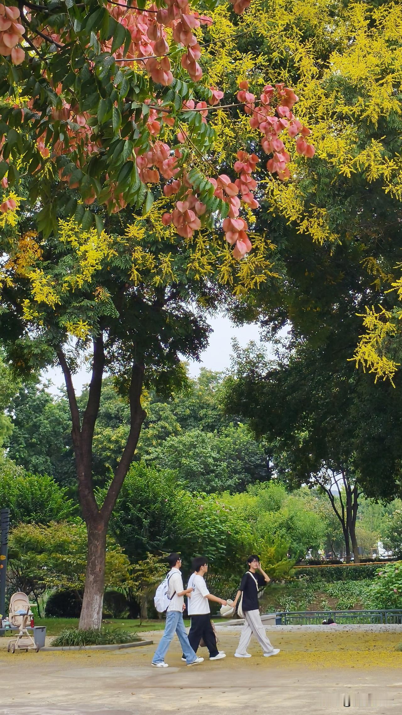 在降雨降温都鞭长莫及的南京，今天以阴为主，午后的气温会有27来度，尽管看起来并没