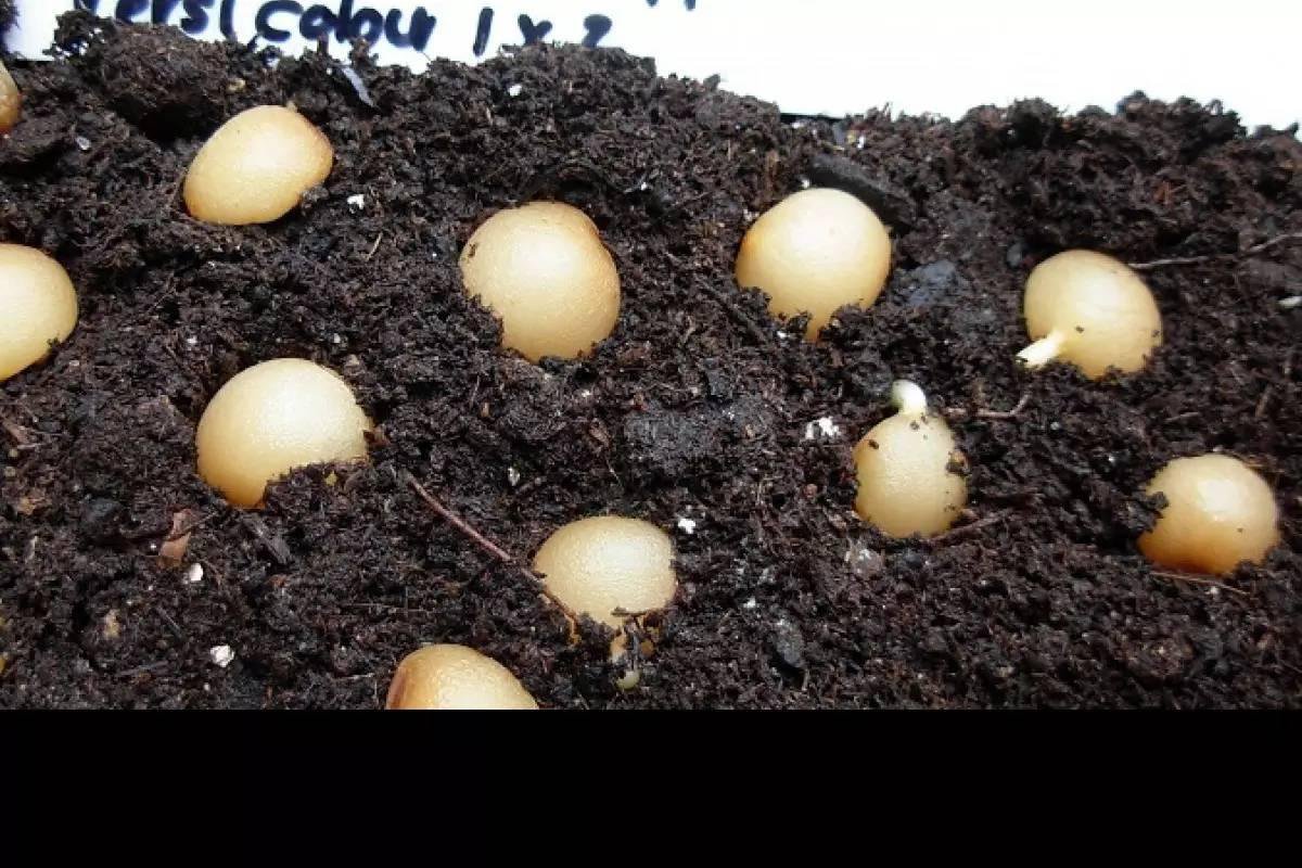 如果是用湿纸巾培育的,在种子发芽后就要移栽到盆土中,如果根系长太长
