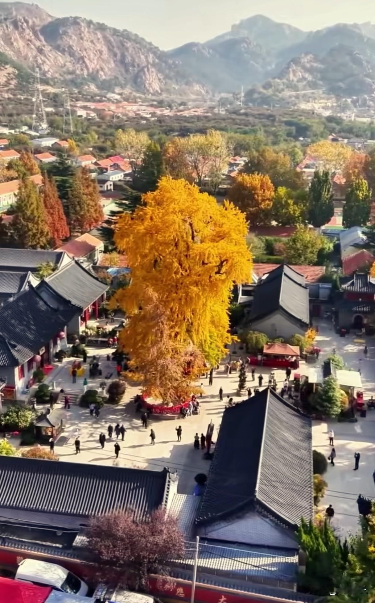 唯美千年古银杏树风采这是青岛法海寺的古银杏树，树龄1600岁，每到秋末冬初，银杏