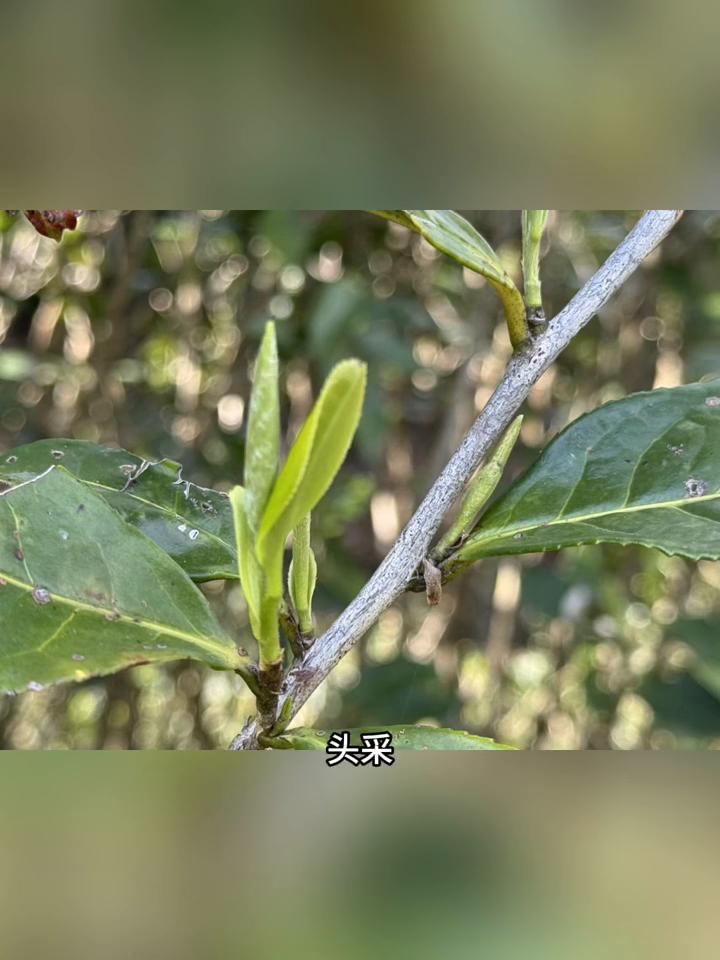这些茶连名字都是假的，谁买谁上当。·一，头采白牡丹。头采指的是茶园每年采下的第