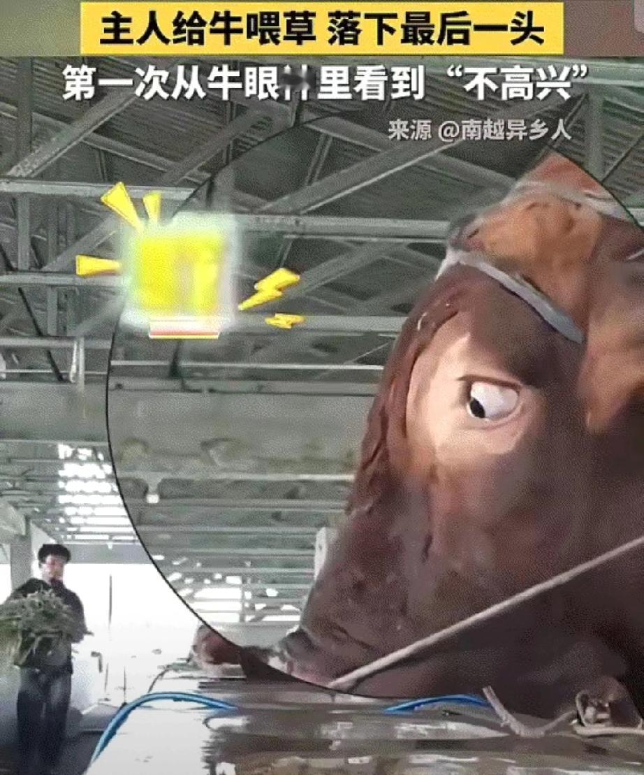 彻底解释不清了！近日，中国日报、新华社转发了一个视频。画面中，主人把一头牛给喂