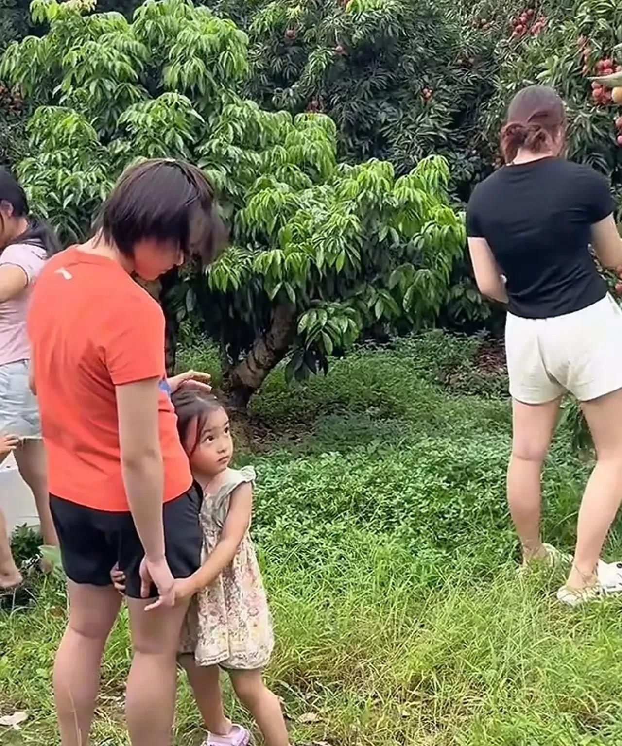 发现全红婵又胖了，后背和大腿很明显。全红婵回家采摘荔枝，满园约的荔枝大丰收
