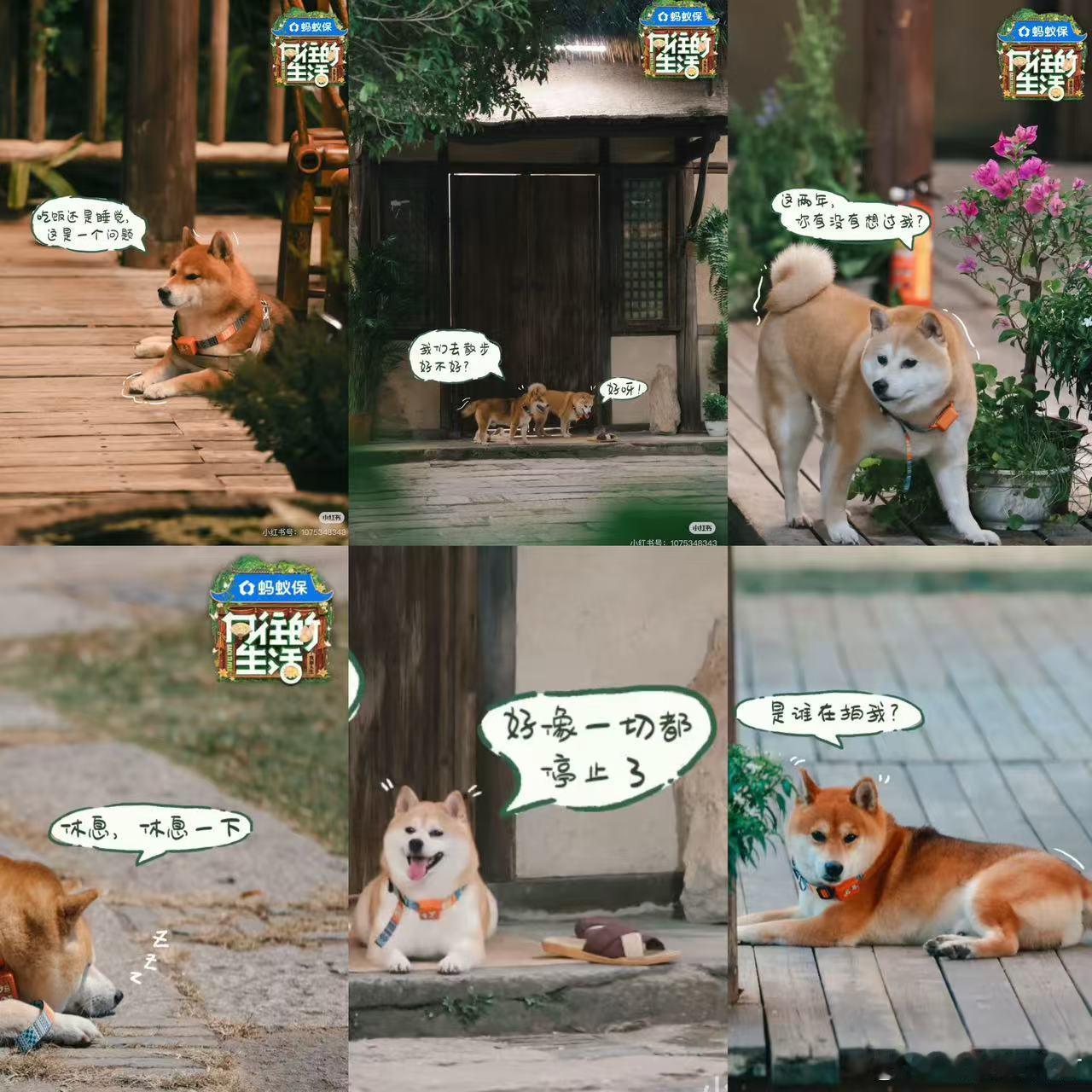 向往8堪比白月光回国向往的生活你变了脑壳都变色了哈哈哈！不过还是超级无敌期待