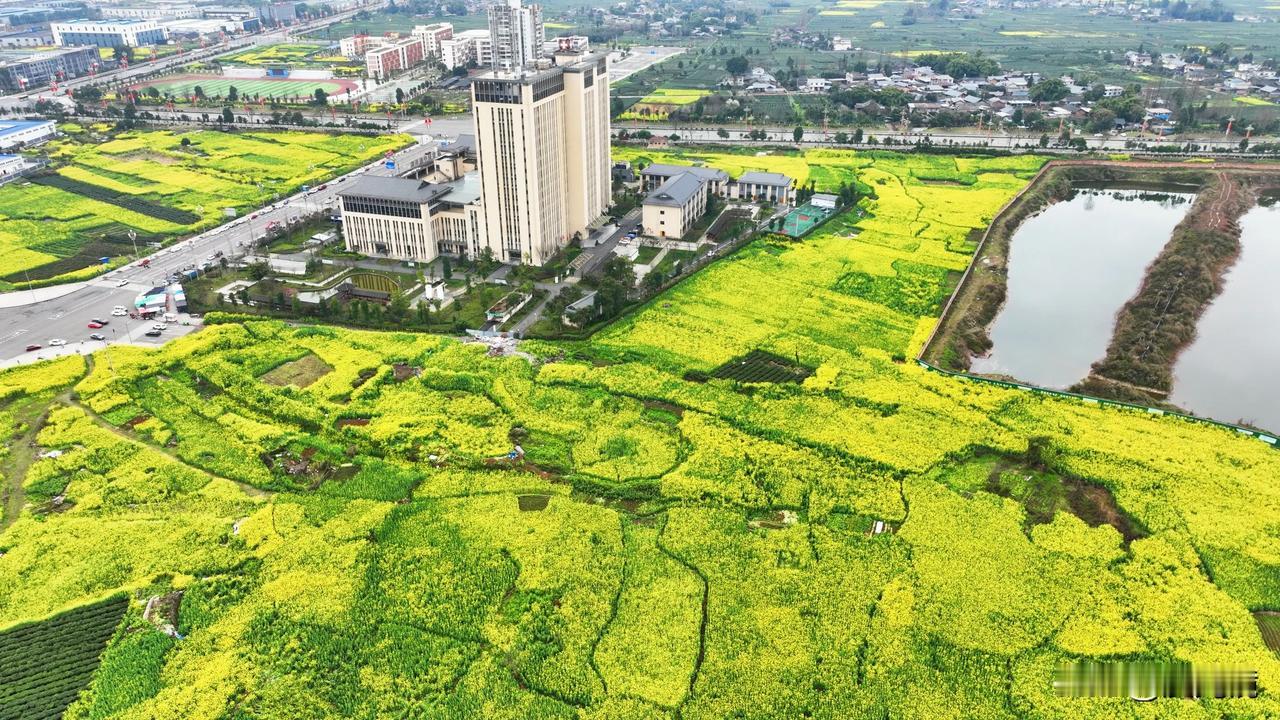 春日生活打卡季这就是四川省洪雅县湿地公园的油菜花海，一个让人流连忘返的人间仙境。