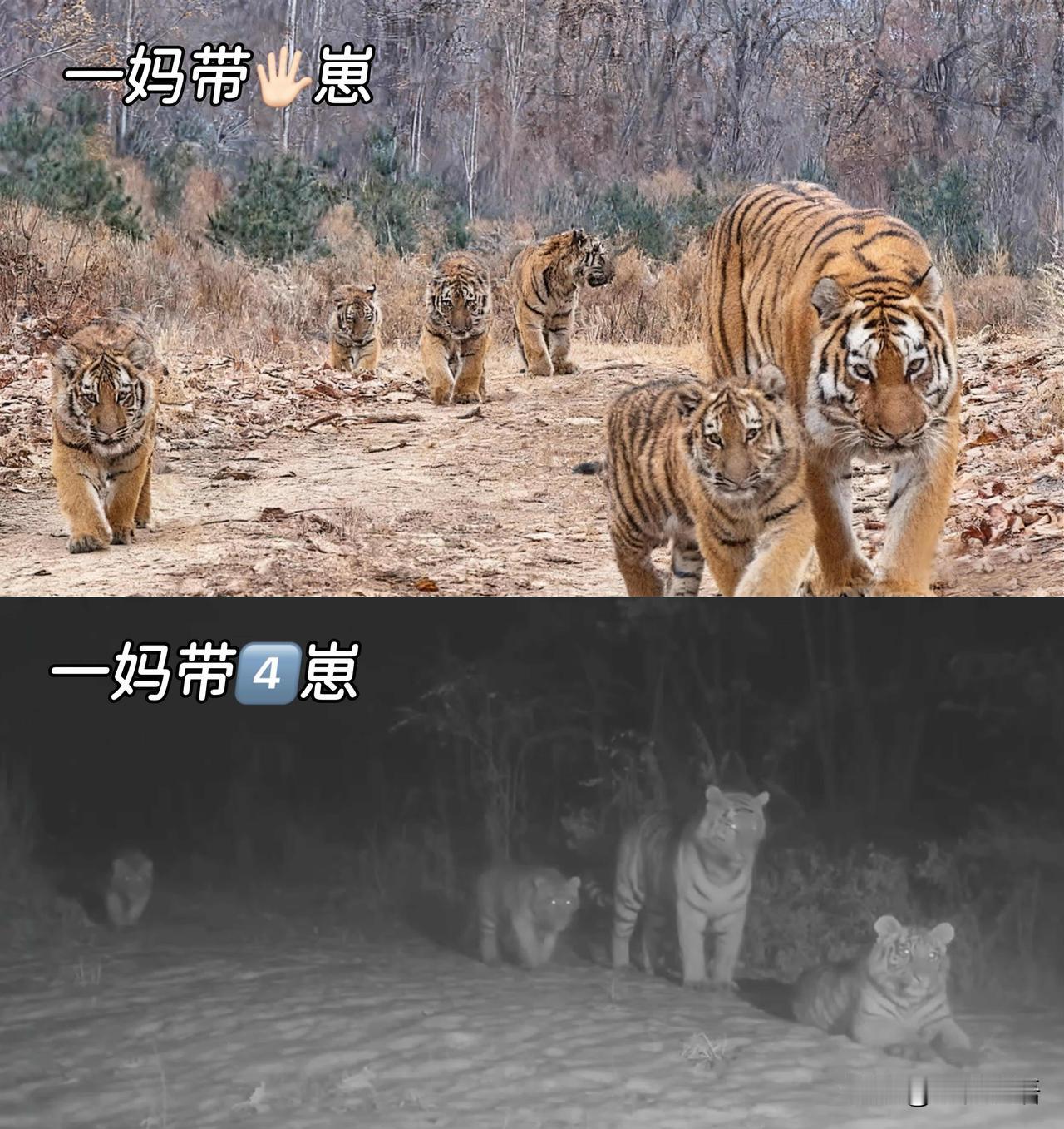 破纪录！中国野生东北虎“六虎同框”太震撼全球首例野生东北虎“六虎同框”影像被