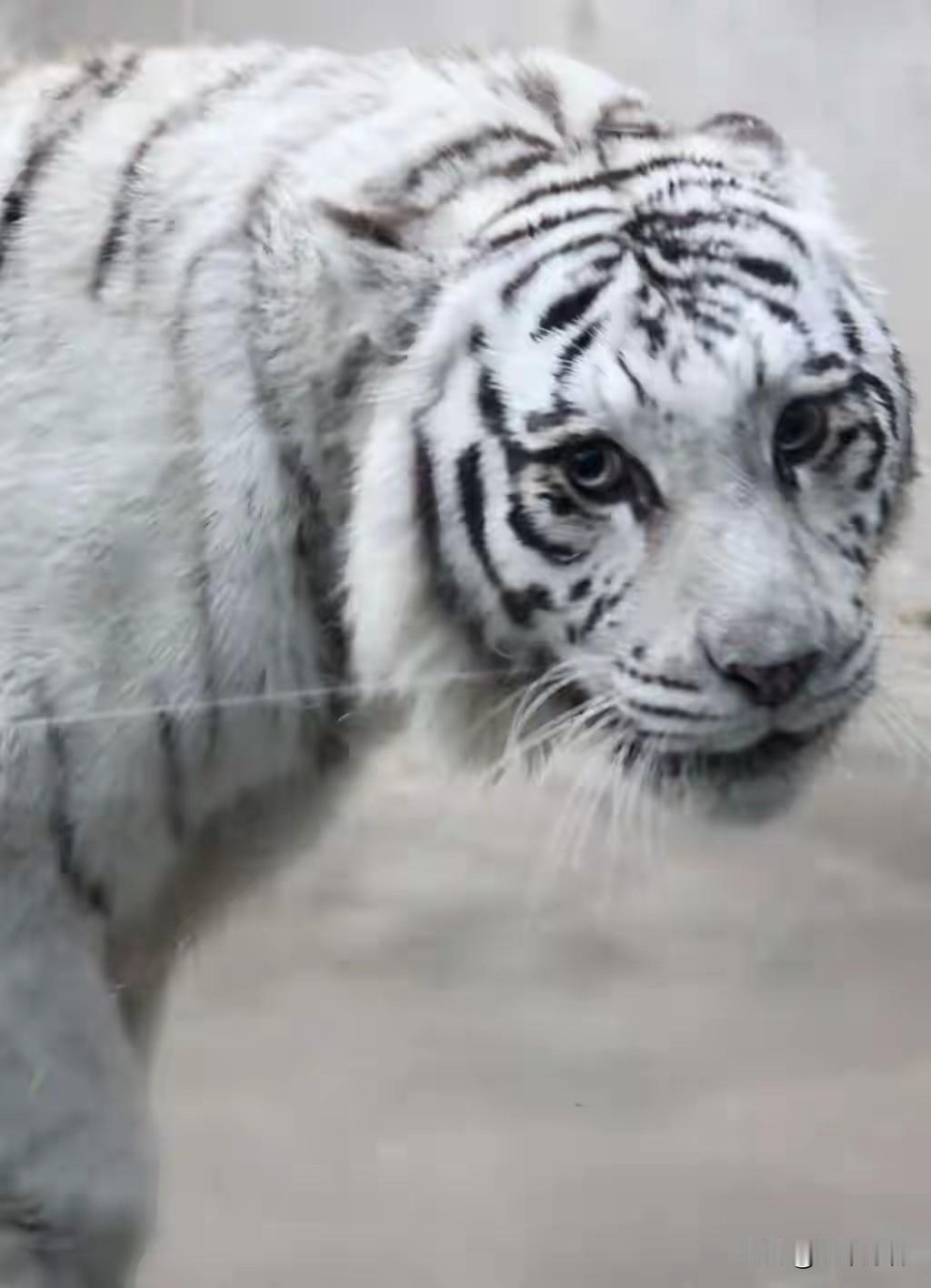 家人们，青岛动物园出大事了！一只叫“小孬”的孟加拉白虎，凭一张“神颜”直接火出圈
