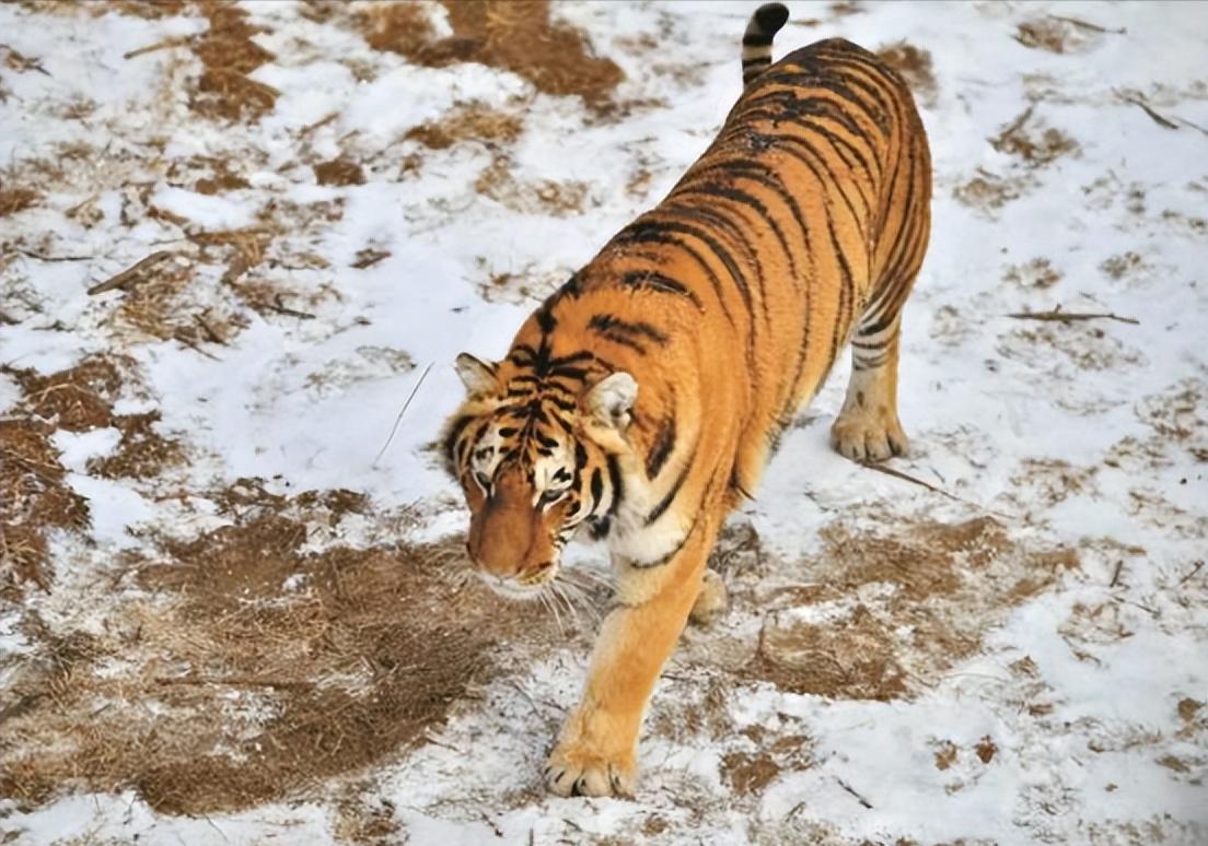 2021年，韩国引进了一头中国东北虎。结果刚到韩国动物园，就遭到了本土虎的联合攻