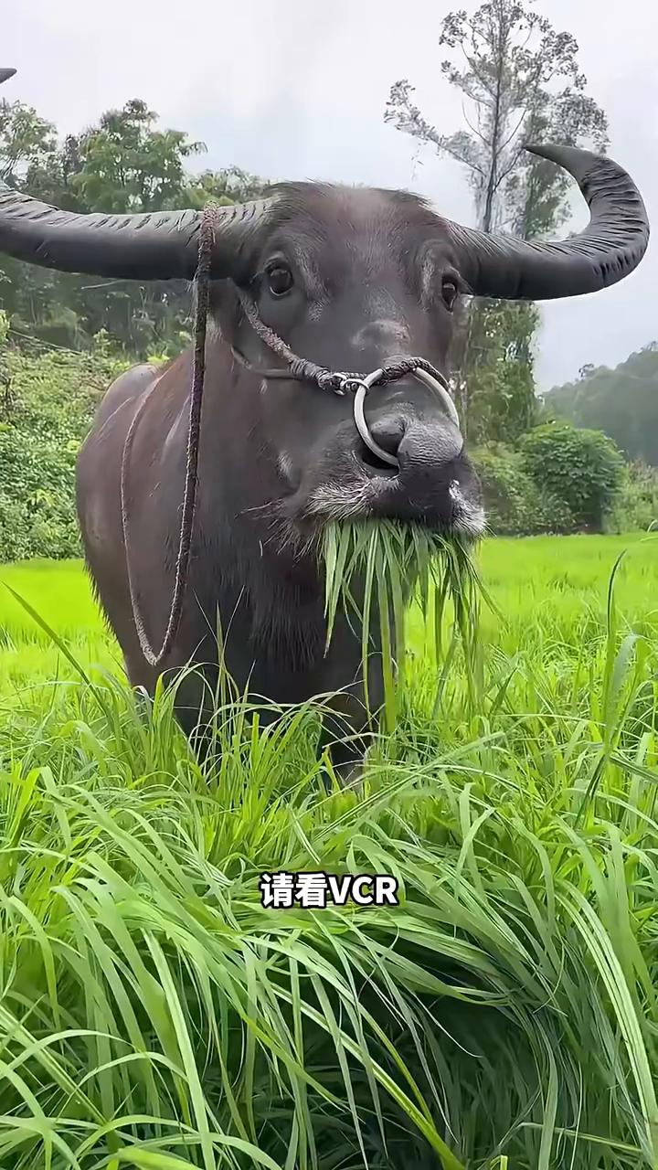 水牛。有人问水牛为什么叫水牛？请看VCR。水牛的汗腺很不发达，密度只有普通黄牛