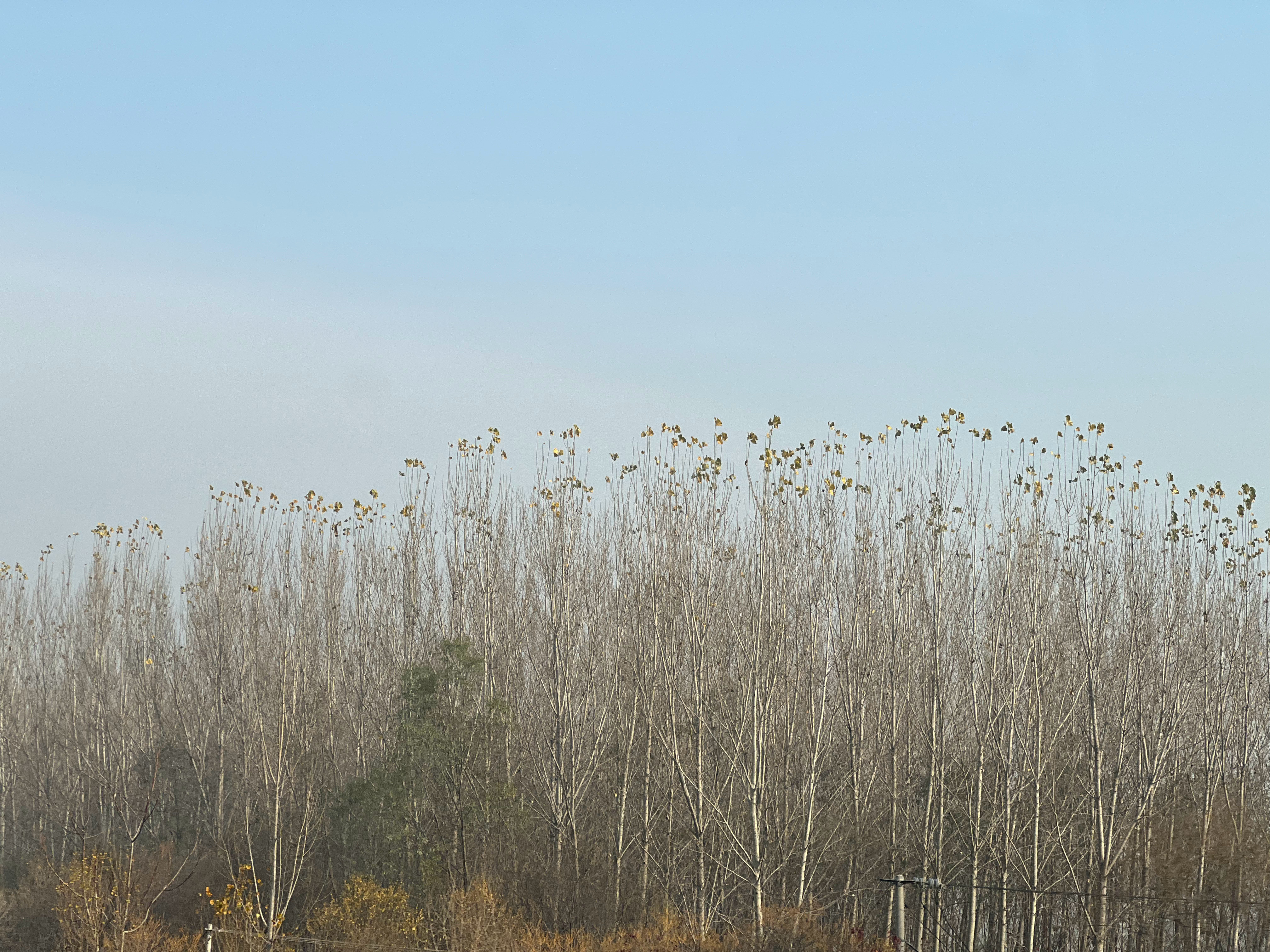 为什么顶上的叶子，都没掉？啥原理