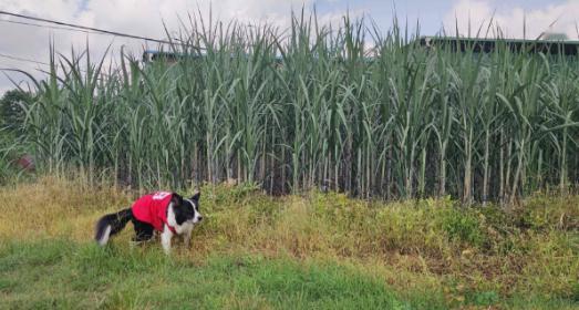 甘蔗一吨才500多块钱，为什么广西那么多地方现在还种着？要知道，甘蔗地里的老鼠，