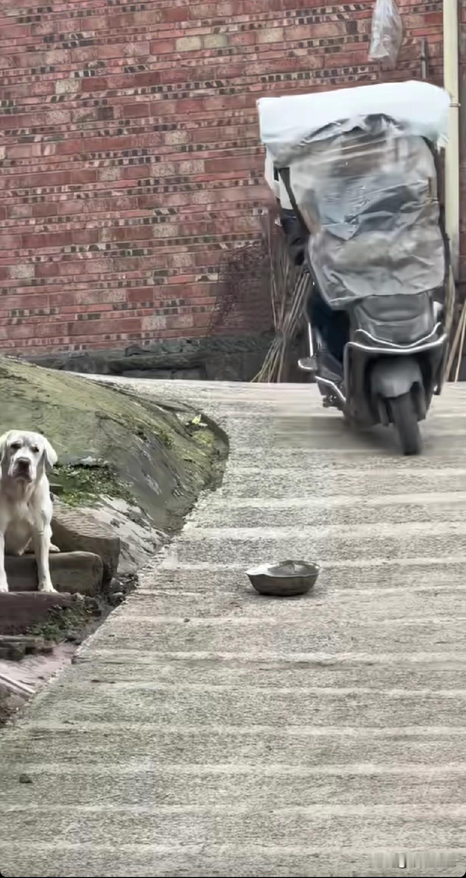 男子骑电动车时，不慎将狗狗的盆子撞飞，却并未停下道歉。狗狗怀恨在心，冲上前去咬破