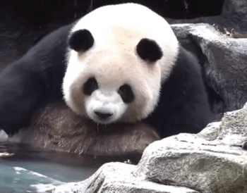 聊天必备表情包第693弹黑白小丸子​​​（拿图吱声）​​​