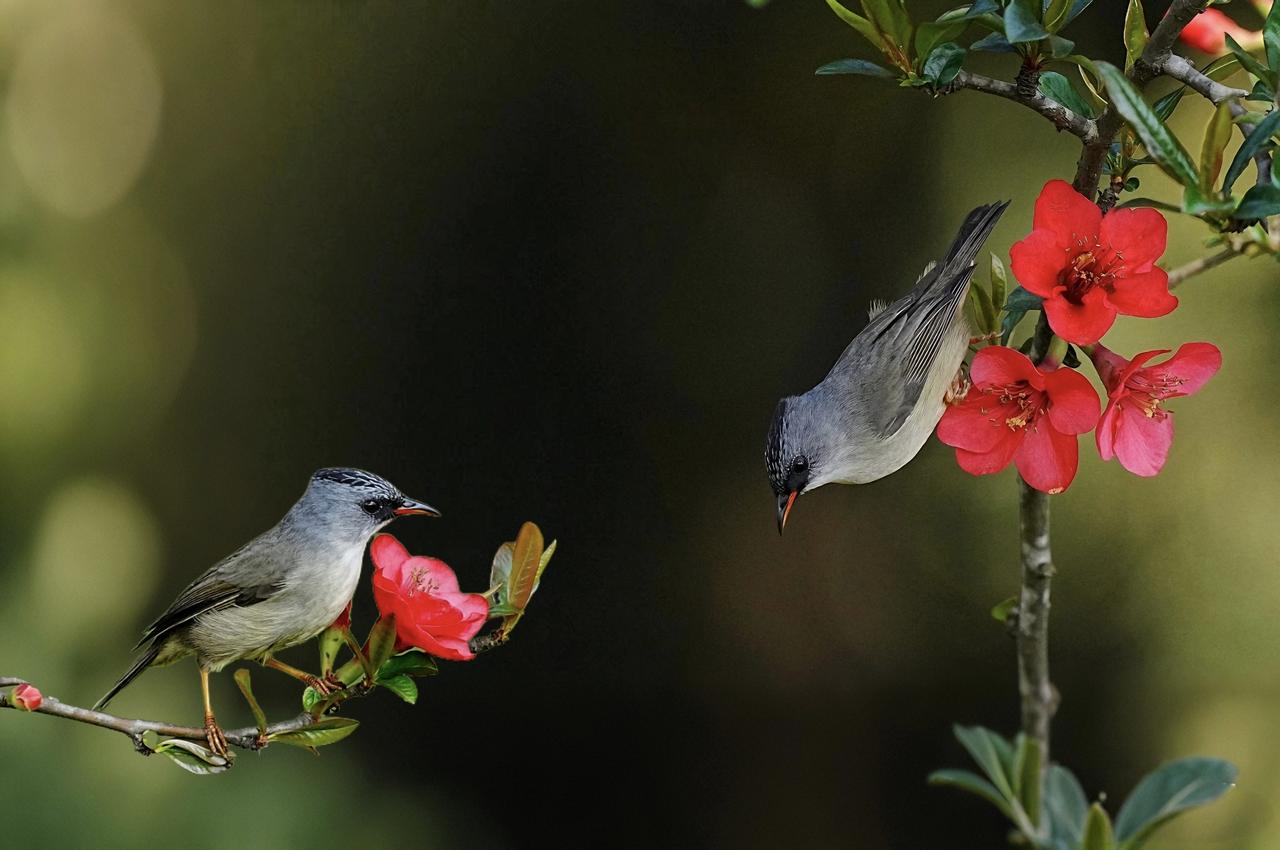《两只“花痴”黑颏凤鹛的春日约会》标题亮点分析：1. 画面感更强：“两只”直