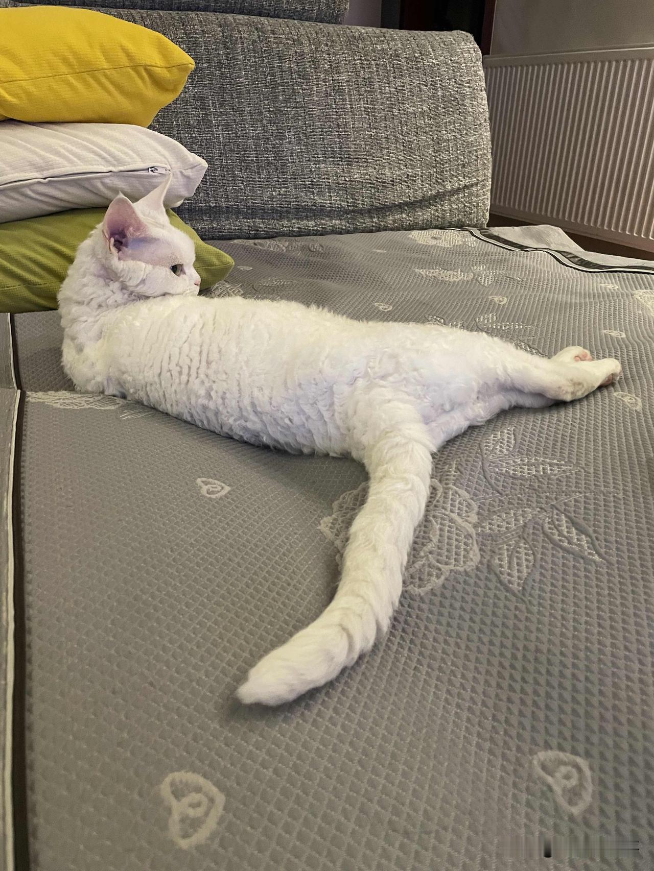 今天分享一张我家小猫咪准备睡觉的照片，回眸看一下，就要睡觉啦，看着很可爱哈。